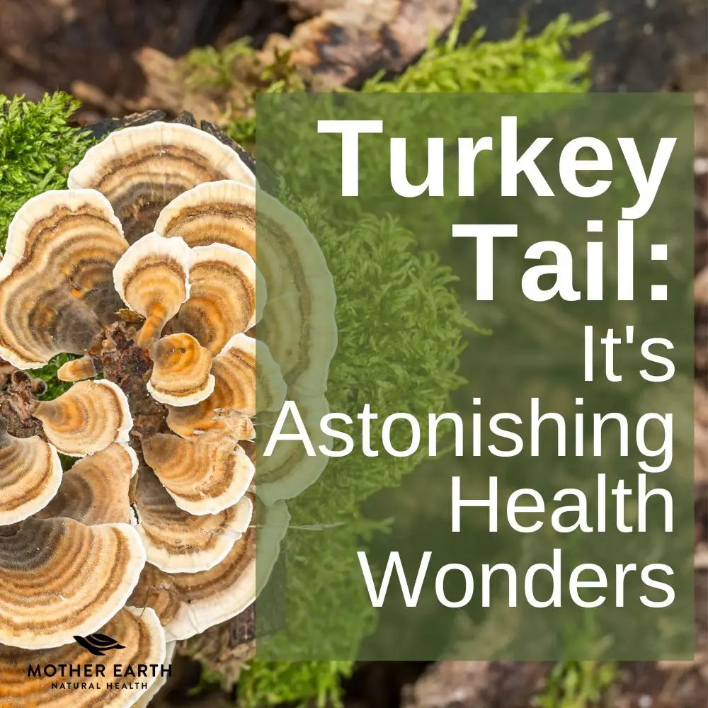 Boosting Immunity and Beyond: Turkey Tail Mushrooms and Their Astonishing Health Wonders