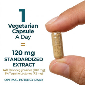 Ginkgo Biloba Extract